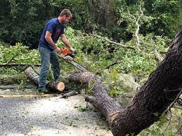 Best Tree Removal  in Deshler, OH