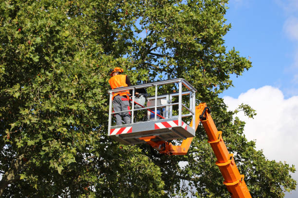 Trusted Deshler, OH Tree Care  Experts