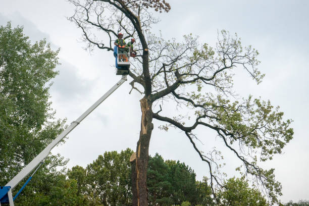 Best Tree Cabling and Bracing  in Deshler, OH