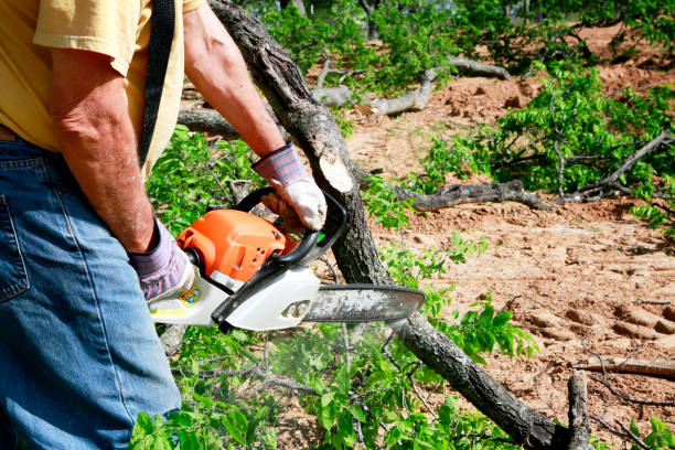 Best Tree Trimming and Pruning  in Deshler, OH